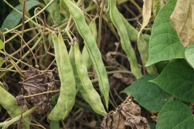 Haricots rouges et haricots secs comestibles