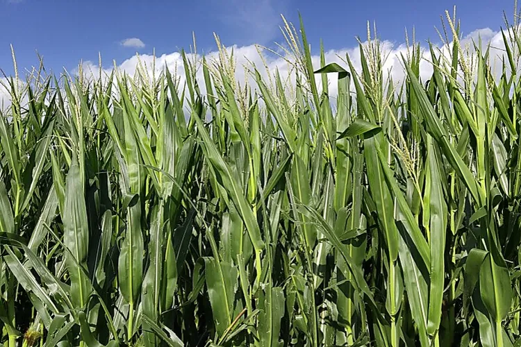 Fourrage humide et ensilage de maïs