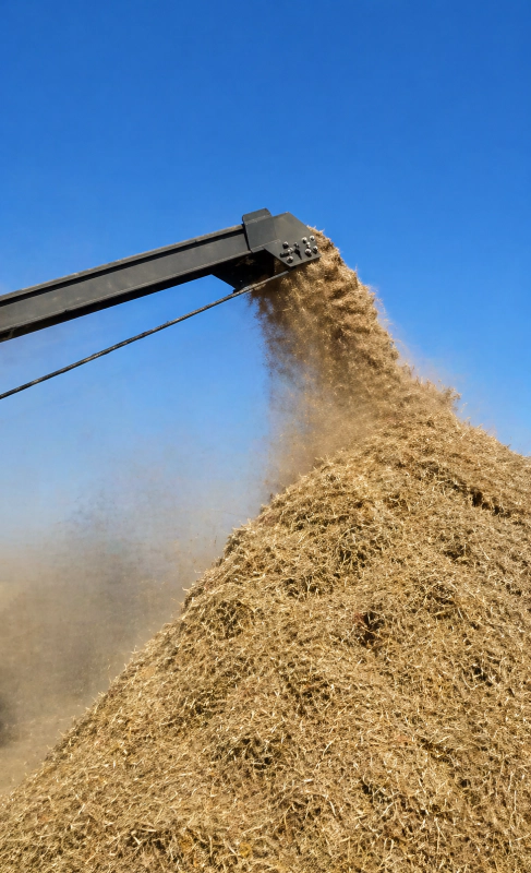 Farmer loading whole crops into the diesel off grid animal feed grinder